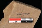 Foto (Detailansicht) von Glyptostrobus ungeri Heer (NHMW-GEO-2024-0188-0182)